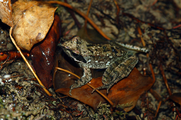 rane da identificare - Rana italica